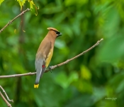 CedarWaxWing001